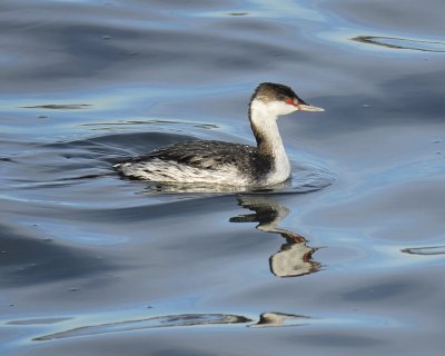 horned grebe BRD4022.jpg