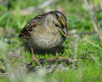 golden-crowned sparrow BRD3977.jpg
