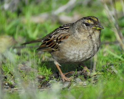 golden-crowned sparrow BRD3978.jpg