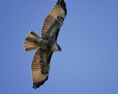 red-tailed hawk BRD3923.jpg