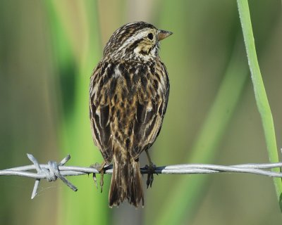 savannah sparrow BRD9406.jpg