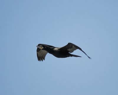neotropic cormorant BRD9578.jpg