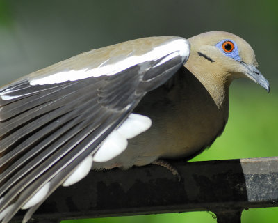 white-winged dove BRD9755.jpg
