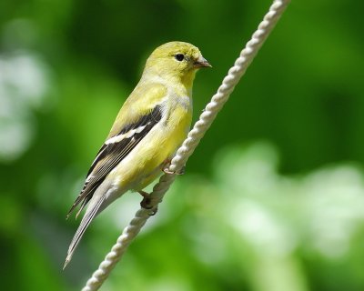 american goldfinch BRD9908.jpg