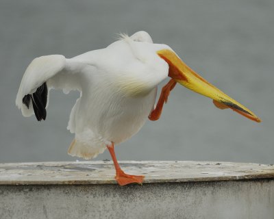 white pelican BRD9849.jpg