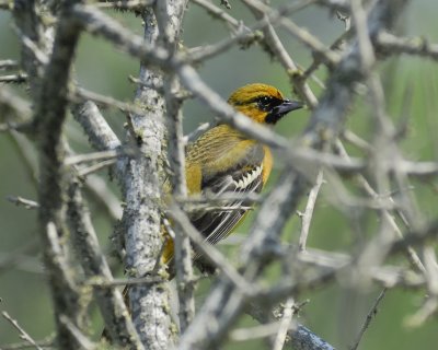 bullocks oriole BRD0476.jpg