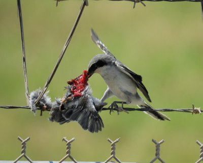 loggerhead shrike BRD0621.jpg