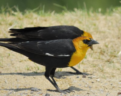 yellow-headed blackbird BRD0589.jpg
