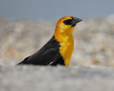 yellow-headed blackbird BRD0650.jpg