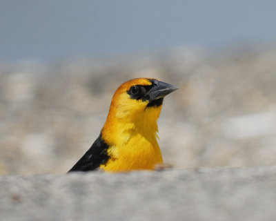 yellow-headed blackbird BRD0645.jpg