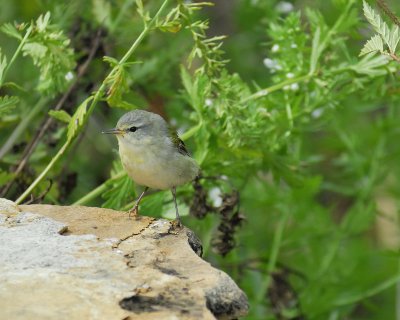 tennessee_warbler_BRD0788.jpg