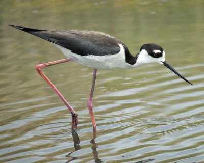 black-necked stilt BRD2024.jpg