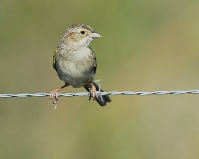 cassin's sparrow BRD2157.jpg