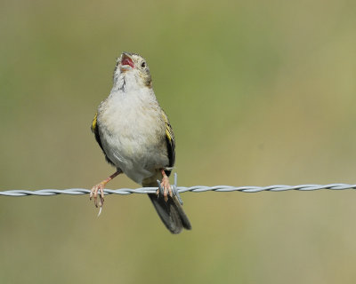 cassin's sparrow BRD2160.jpg