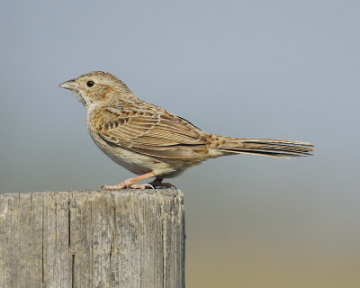 cassin's sparrow BRD2174.jpg