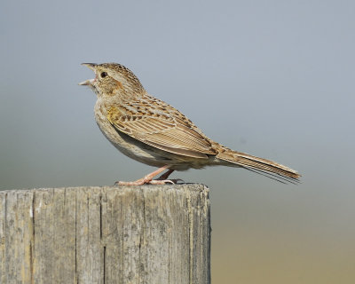 cassin's sparrow BRD2183.jpg