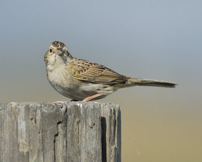 cassin's sparrow BRD2227.jpg
