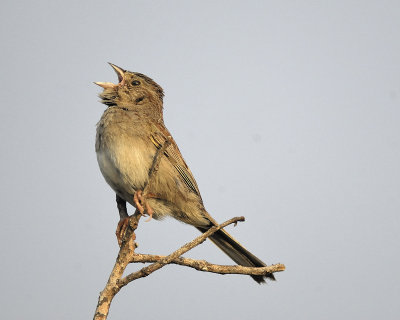 cassin's sparrow BRD2429.jpg