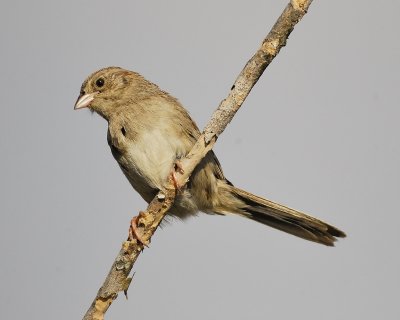 cassin's sparrow BRD2474.jpg
