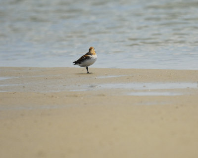 red-necked stint BRD2785.jpg