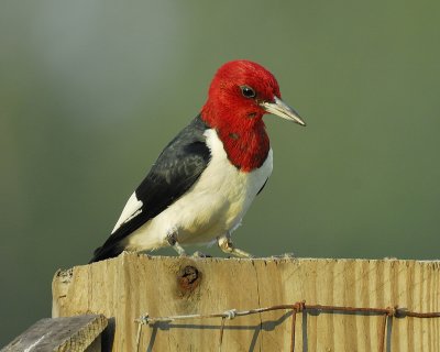 red-headed woodpecker BRD2704.jpg