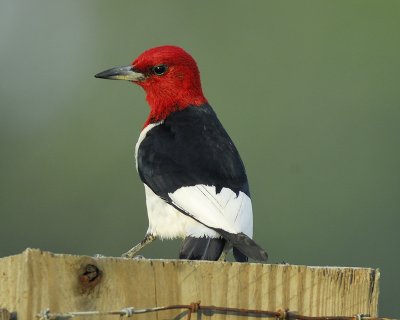 red-headed woodpecker BRD2719.jpg