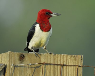 red-headed woodpecker BRD2721.jpg