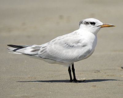 sandwich tern BRD2813.jpg