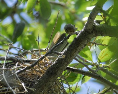 tropical kingbird BRD3107.jpg