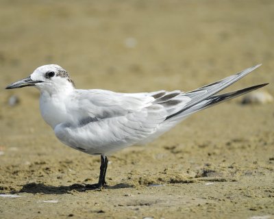 sandwich tern BRD3361.jpg