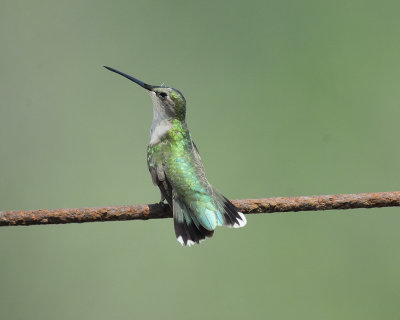 black-chinned hummingbird BRD3509.jpg