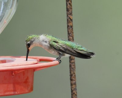 black-chinned hummingbird BRD3513.jpg