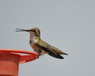 rufous hummingbird BRD3498.jpg