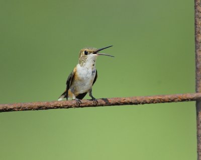 rufous hummingbird BRD3529.jpg