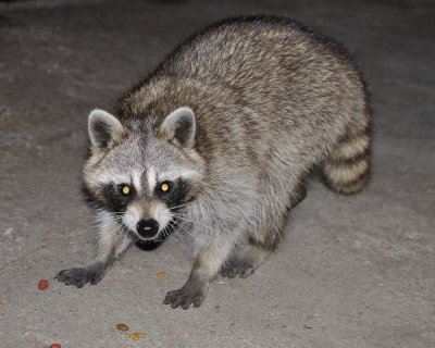 raccoon DSC3695.jpg