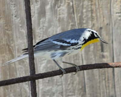 yellow-throated warbler BRD4599.jpg