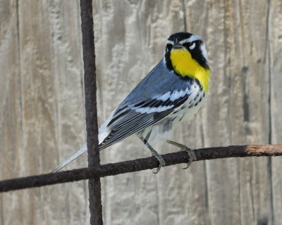 yellow-throated warbler BRD4611.jpg
