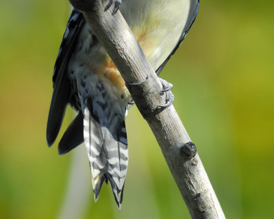 red-bellied woodpecker BRD4684.jpg