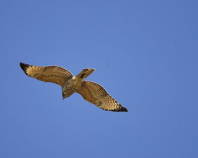 red-shouldered hawk BRD4955.jpg