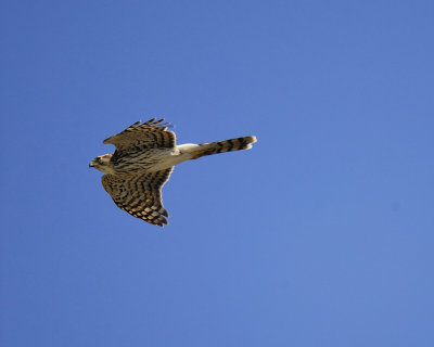 1110i_sharp_shinned_hawk