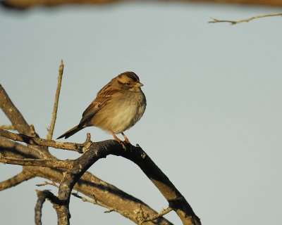 white-throated sparrow BRD6263.jpg