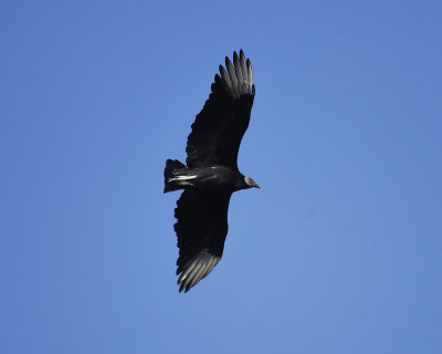 black vulture BRD6559.jpg