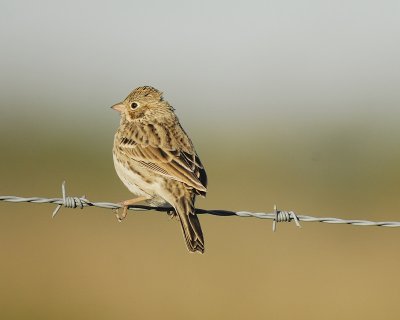 vesper sparrow BRD6911.jpg