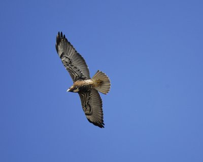 white-tailed hawk BRD6854.jpg