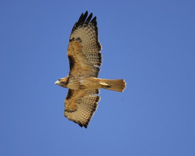 red-tailed hawk BRD7099.jpg