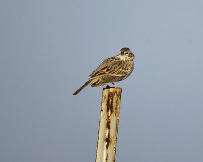 vesper sparrow BRD7333.jpg
