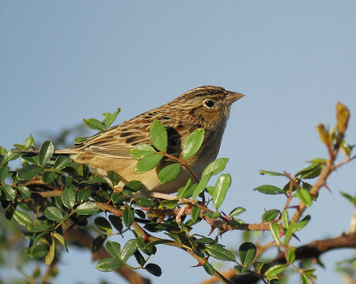 grasshopper sparrow BRD7341.jpg