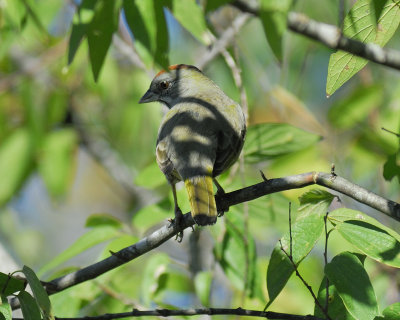 green-tailed towhee BRD7411.jpg