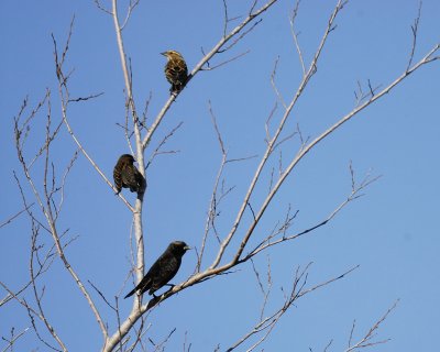 1710q_rusty_blackbird