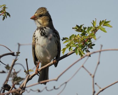 harris's sparrow BRD7700.jpg